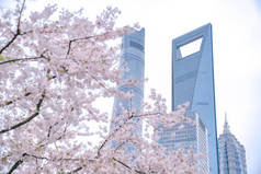 中国上海陆家嘴金融中心绿地上的樱花盛开