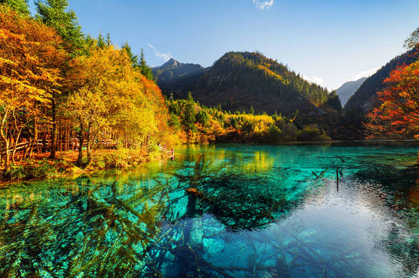 在九寨沟 (九寨沟国家公园) 的秋天森林中, 五朵湖 (五彩湖泊) 的美景。浸没的树干在湛蓝的水中可见.