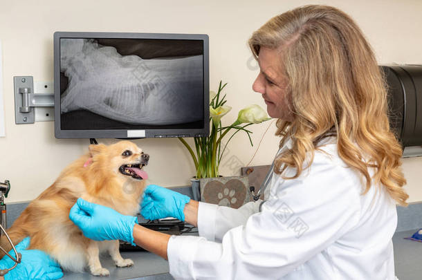 兽医检查狗与 x 射线在屏幕上的<strong>背景</strong>