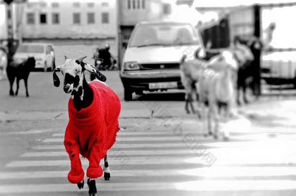穿红毛衣的山羊.