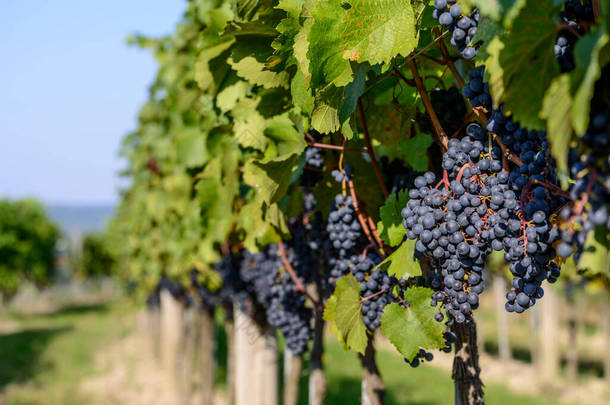 下澳大利亚葡萄园里的红葡萄酒酿成的葡萄