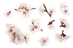 枝与杏花分离在白色背景。顶部视图。平躺。集或集合