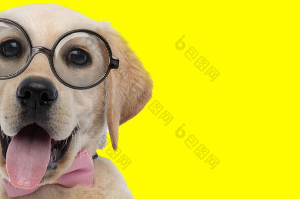 可爱的拉布拉多猎犬，<strong>长</strong>着大眼睛，戴着眼镜，在黄色背景上伸出<strong>舌头</strong>