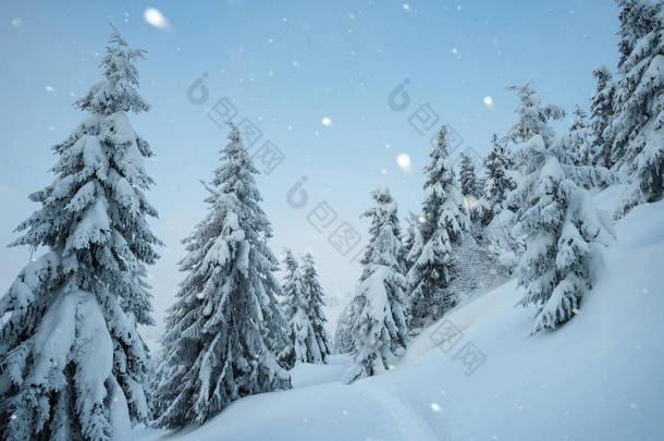 在山森林里下雪的圣诞美景。人行道在雪地里。冬天风景与云杉的树