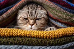 愤怒而有趣的苏格兰猫正在为寒冷的秋冬作准备，它被裹着，藏在家里一堆羊毛衫里。四.后续行动.