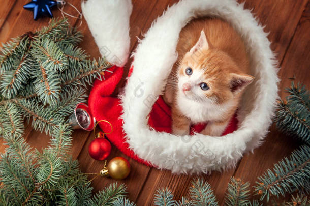 国内生姜小猫在红色圣诞老人帽子木桌与冷杉树和圣诞节球