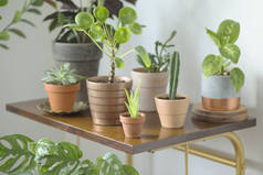 绿色室内植物在黏土锅站立在棕色桌上在白色背景