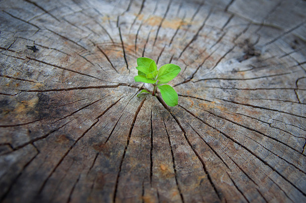 生态学的概念。上升的老木萌芽，象征着新的<strong>生命</strong>斗争