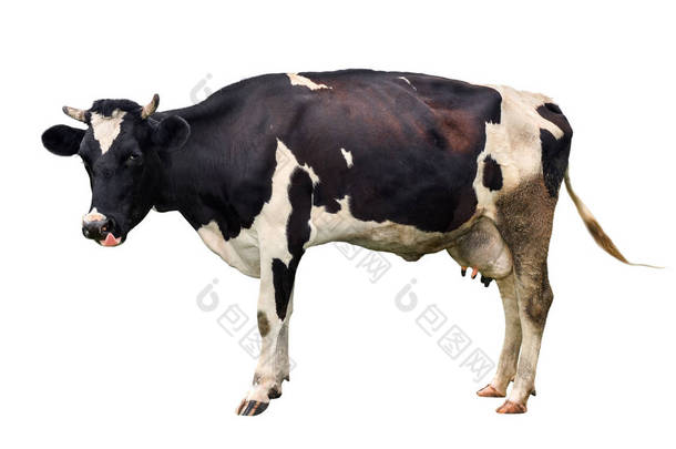 年轻的黑白相间的白母牛, 在白色背景下被孤立。<strong>斑点</strong>滑稽的母牛全长隔离在白色。农场<strong>动物</strong>。母牛关闭.