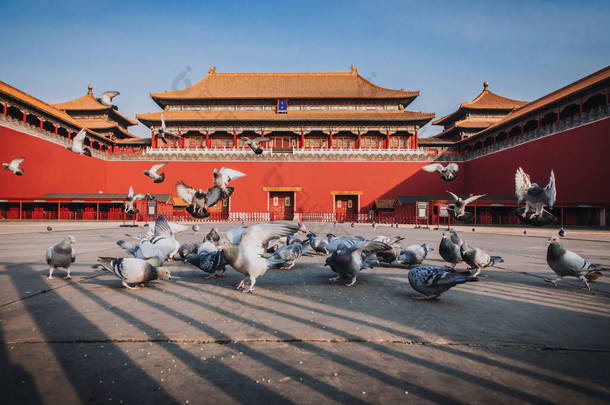 <strong>中国北京</strong>紫禁城广场上的鸽子。<strong>北京</strong>市红墙前放飞的鸽子.图上这块牌匾的中文译文：子午门.