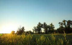 日出时美丽的田野。清晨的风景