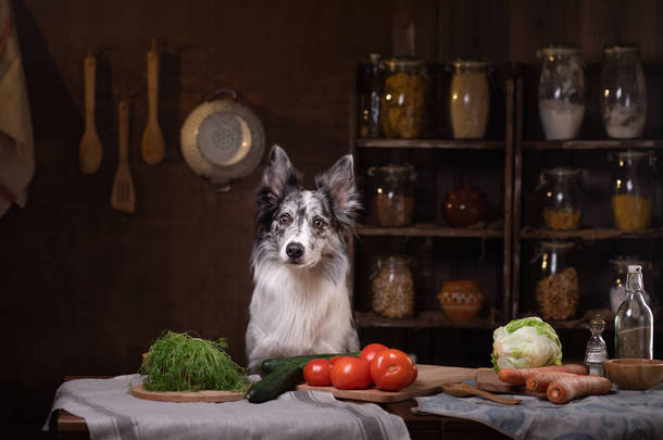 健康的天然生狗粮。博德牧羊犬坐在厨房的桌子旁。宠物里面