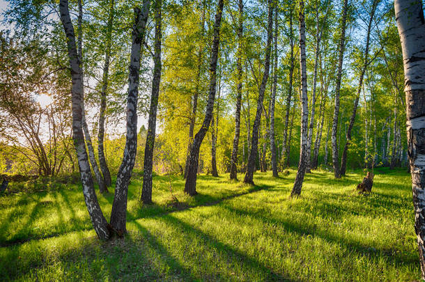 白桦林中的一条小径，阳光明亮而温暖。《人类发展报告》质量的魔法桦树林