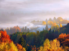 令人惊奇的秋天乡村风景.迷人的风景和晨雾.阳光照亮了草坪.绿色的草地在霜冻中.喀尔巴阡山脉旅游胜地，乌克兰，欧洲.