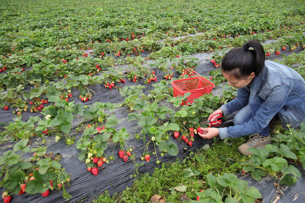 亚洲妇女采摘草莓在绿色花园