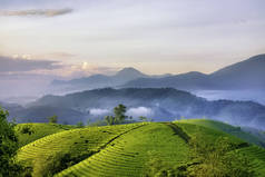 越南府寿龙哥绿茶山概览.