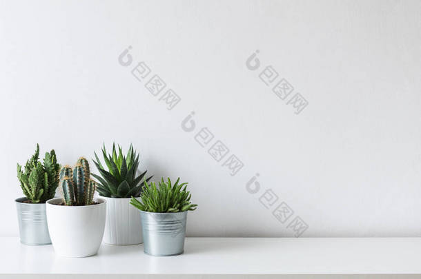 收集各种仙人掌和肉质植物在不同的壶中。白色架子上的盆栽仙人掌，靠在白墙上.