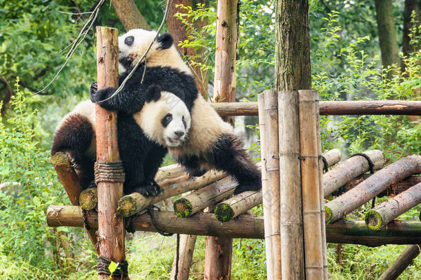 两只有趣的<strong>小熊猫</strong>一起玩耍, 在绿树间嬉戏。可爱的熊猫熊。惊人的野生动物.