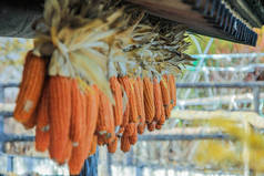 挂在乡下房子屋顶下的玉米芯。日本村庄的景观.