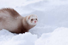 冬季小雪貂（Mustela nivalis）的雪人肖像