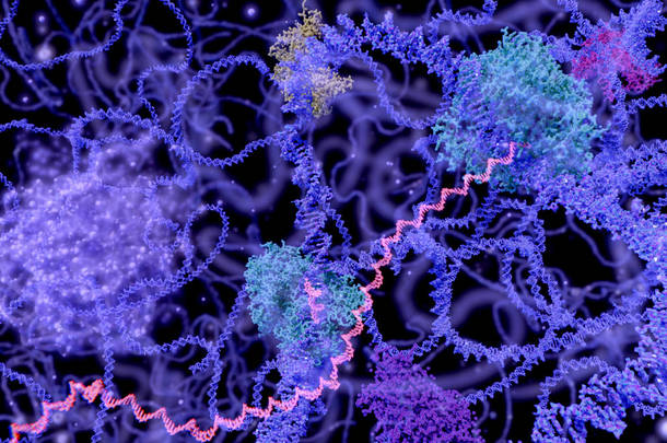 细胞核在间期的看法 (Dna, mrna, 核果核和几个酵素)。插图