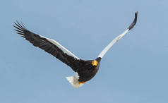 成人虎头的海鹰在蓝天飞行背景。科学名称: 吼梭子蟹。自然栖息地。冬季季节.
