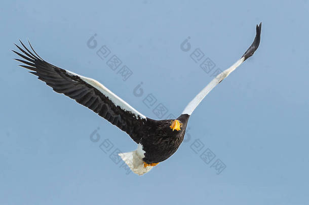 成人虎头的海鹰在<strong>蓝天</strong>飞行背景。科学名称: 吼梭子蟹。自然栖息地。冬季季节.