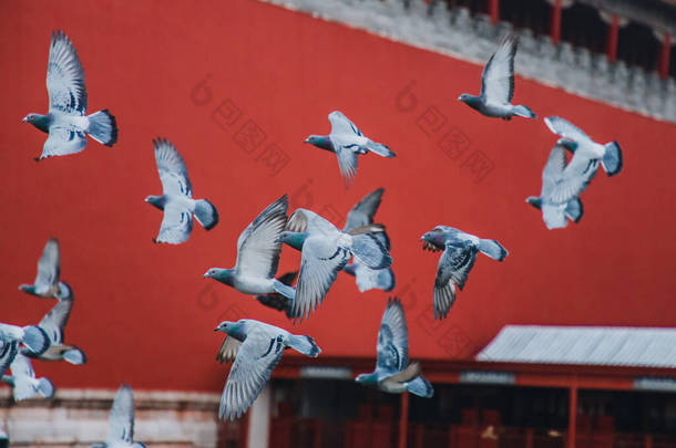 中国<strong>北京</strong>紫禁城广场上的鸽子。请看《中国日报》的报道：<strong>北京</strong>市红墙前的鸽子. 