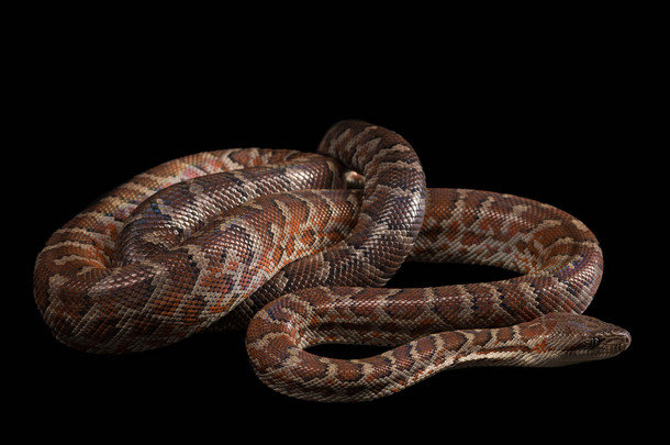 Hispaniolan 蟒蛇、 Chilabothrus 或 epicrates 体