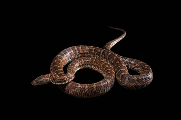 Hispaniolan 蟒蛇、 Chilabothrus 或 epicrates 体