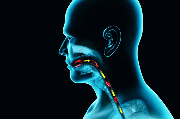 吞咽障碍，吞咽困难。 咽部和食管消化不良。 口述阶段。 食物的路径，吞咽的行为。 人通过X光，3D渲染。 吞咽涉及将唾液、固体食物和饮料从口中输送到胃里