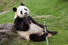 大熊猫在动物园里吃竹子