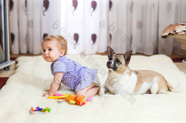 小滑稽的白种女孩孩子坐在地板上在一个轻的地毯与半养殖狗的<strong>最好</strong>的朋友与斑点颜色和短的头发和滑稽大耳朵。宝宝在吃曲奇饼