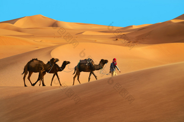 三个单峰骆驼骆驼的柏柏尔人