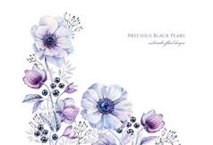 带有黑色珍珠的水彩白色海葵。 手绘现实植物学植物图解。 紫色角落与白色隔离，用于婚礼文具设计，卡片印刷，横幅