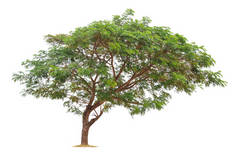 白色背景上孤立的大树。隔离的热带树木，用于设计、广告和建筑