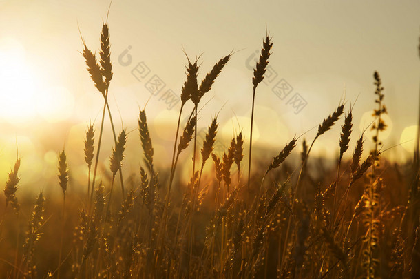 耳朵的小麦在夕阳中的剪影