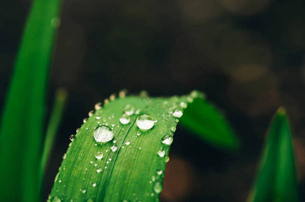 美丽生动闪亮的绿草与露珠特写复制空间。纯净，宜人，漂亮的<strong>绿色</strong>植物，阳光在阳光下的雨滴在宏观。雨天<strong>绿色</strong>纹理植物的背景.