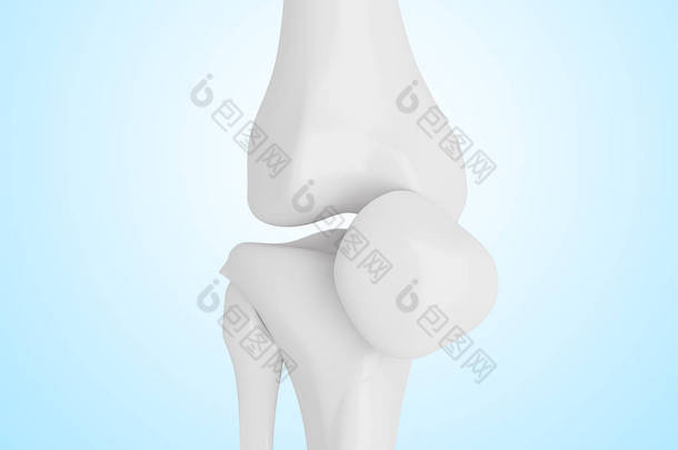 人体膝关节骨骼三维图