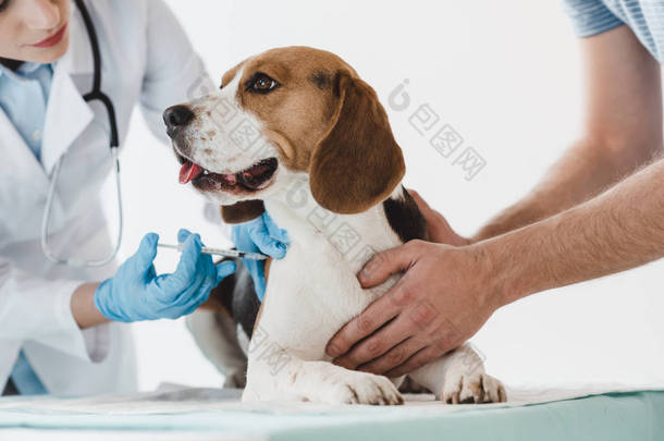 在兽医注射注射器的情况下, 手持猎犬的人的裁剪图像
