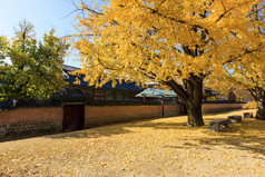 一种黄色的银杏树和韩国皇家宫殿墙在蔚蓝的天空在秋天在韩国.