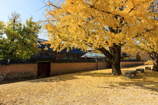 一种黄色的银杏树和韩国皇家宫殿墙在蔚蓝的天空在秋天在韩国.