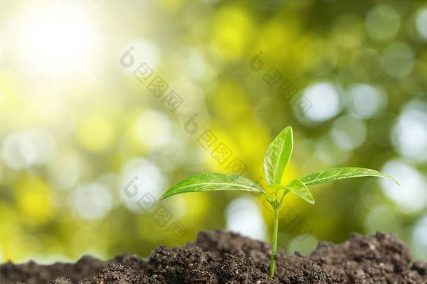 新生命<strong>绿色植物</strong>在土壤中的生长