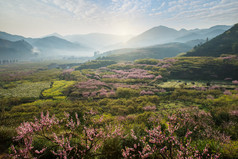 广东省韶关区大口地区的农村景观- -桃花