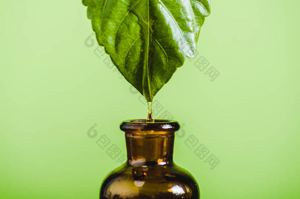 从叶子到玻璃瓶中的精油从绿色分离