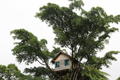 树上的房子、 瓦努阿图