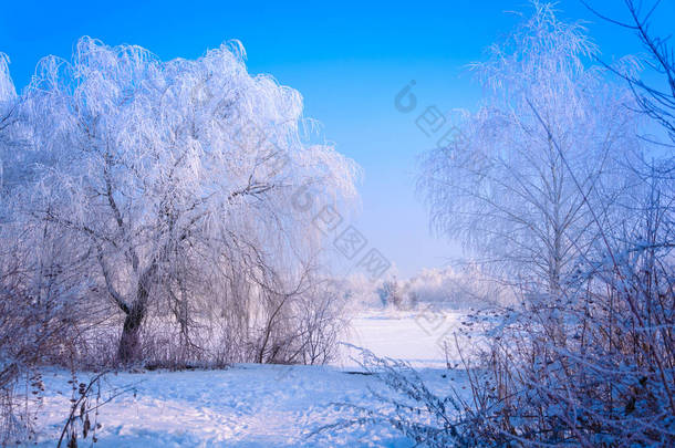 冬天的风景与积雪覆盖的树木。色调