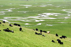 2009年7月21日，在甘肃省西北甘南藏族自治州麻曲县的沼泽地上，看到雅克人在吃草