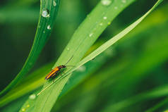 小甲虫Cerambycidae在生动闪亮的绿草与露珠特写复制空间。纯净，宜人，漂亮的绿色植物，阳光在阳光下的雨滴在宏观。雨天的绿色植物.