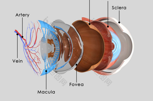 眼睛层解剖